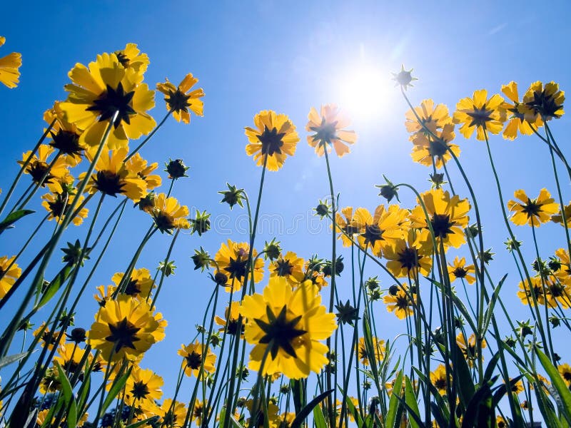 Yellow flowers on blue sky background.