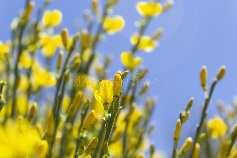 Yellow flowers and blue sky royalty free stock photos Yellow flowers and blue sky royalty free stock photos