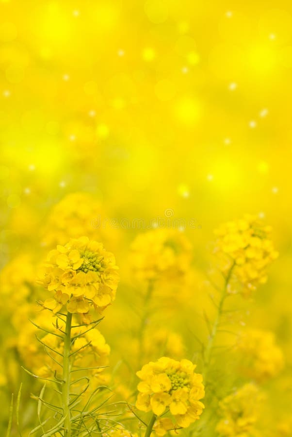 Yellow Flowers on a Bokeh Background Stock Photo - Image of flower, blur:  37406968