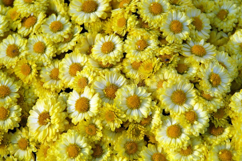 Yellow flowers royalty free stock images Yellow flowers royalty free stock images