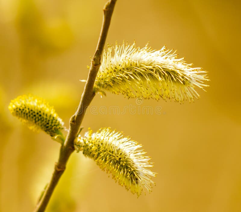 Yellow Flowers on the Branches of Willow Stock Photo Image of flower