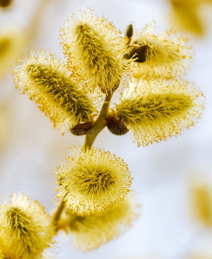 Yellow Flowers on the Branches of Willow Stock Image Image of botany