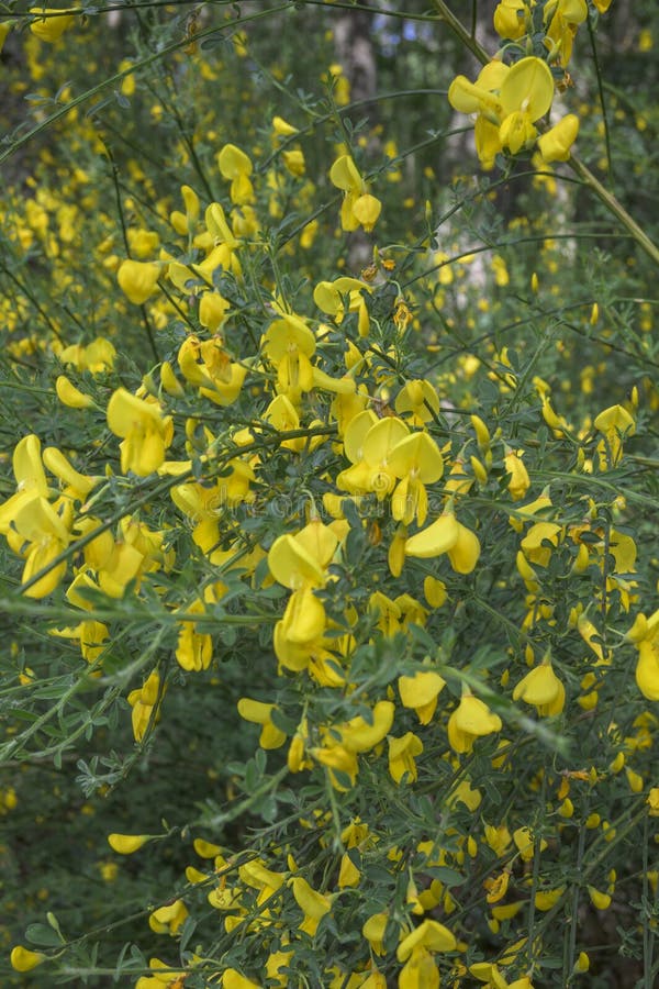 Yellow Flowers of Broom Broom in Spring Forest of the Ambroz Valley