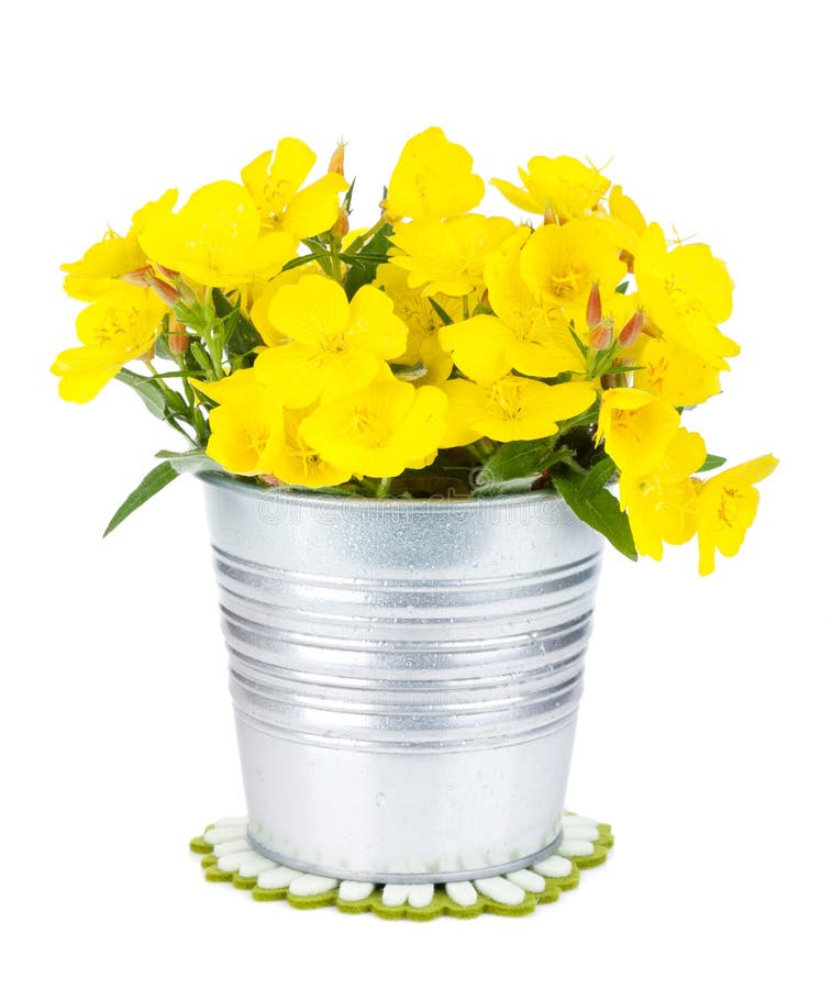 Yellow flowers in bucket stock photo. Image of colorful 40380426