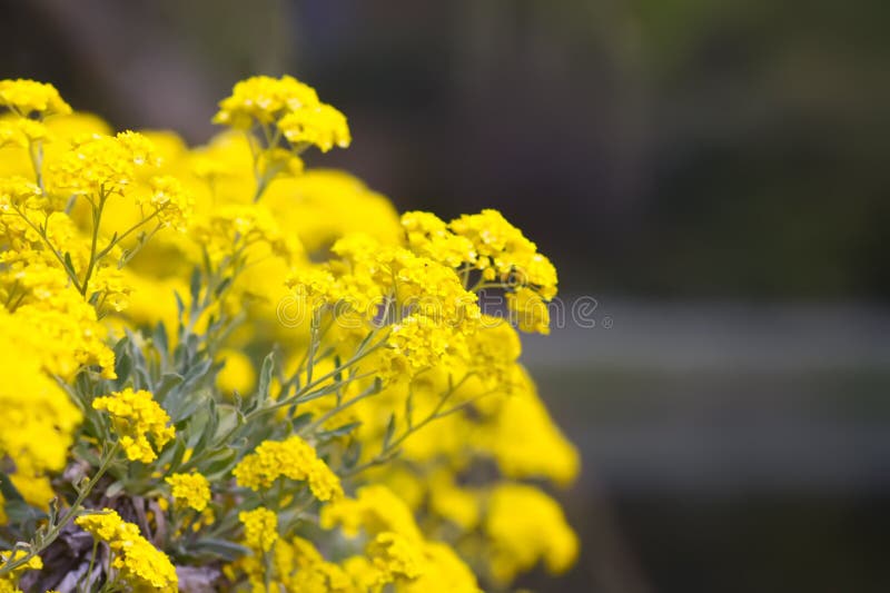 Yellow Flowers on Bush in a Spring Park. Alyssum Saxatile Plants Stock