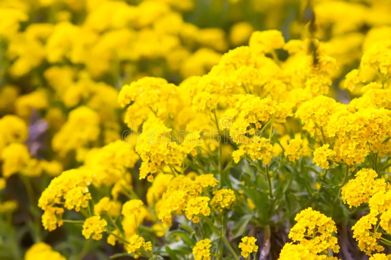 Yellow Flowers on Bush in a Spring Park. Alyssum Saxatile Plants Stock