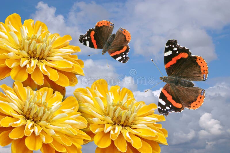 Yellow Flowers and Butterflies Stock Photo Image of zinnia, garden