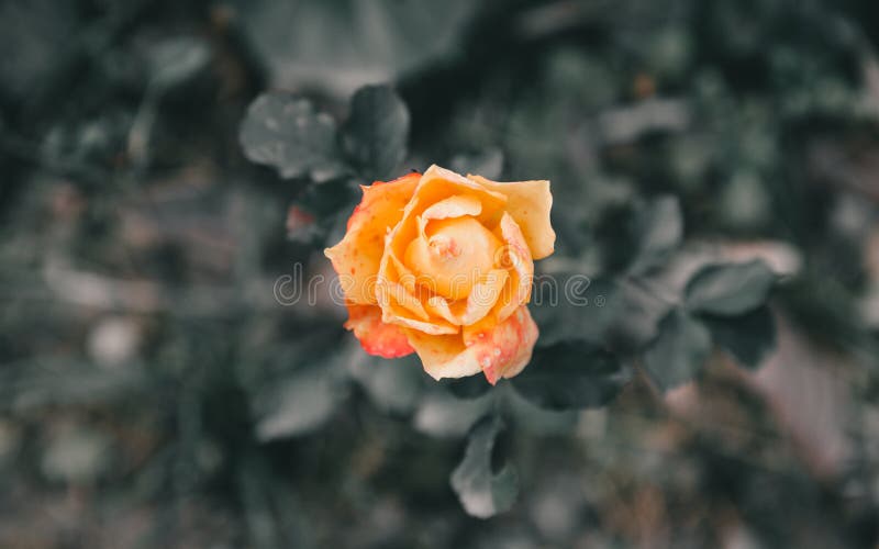 Yellow Flowers in Chinese Countryside Stock Photo Image of yellow