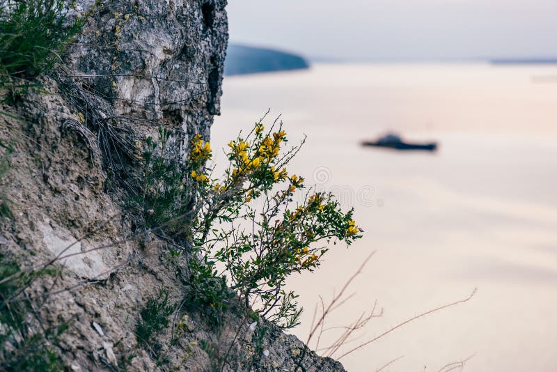 Yellow flowers on cliff stock photo. Image of destination 138569202