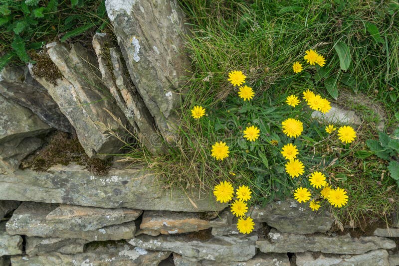 Yellow Flowers at Cliffs of Moher Stock Photo Image of flowers