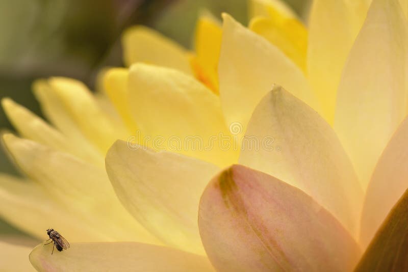 Yellow Flowers stock image. Image of backgrounds, yellow 48013773