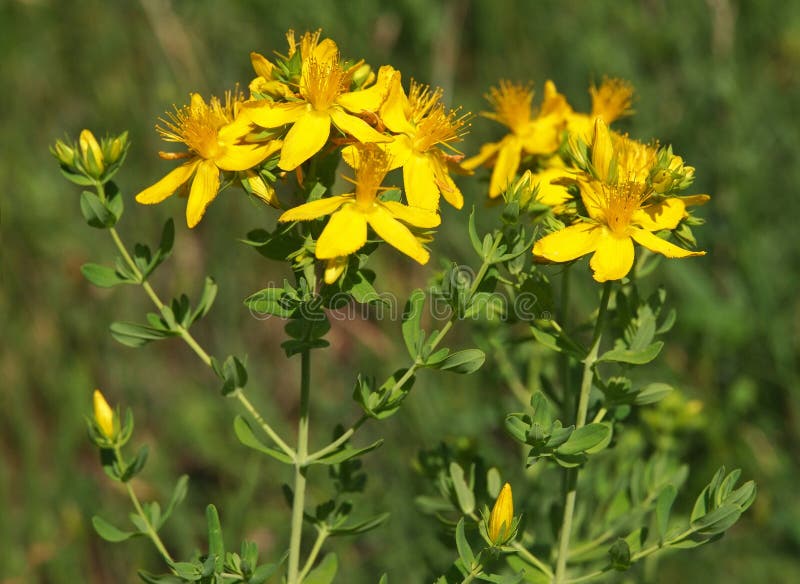 Yellow flowers of common or perforate St John`s wort plant, Hypericum perforatum