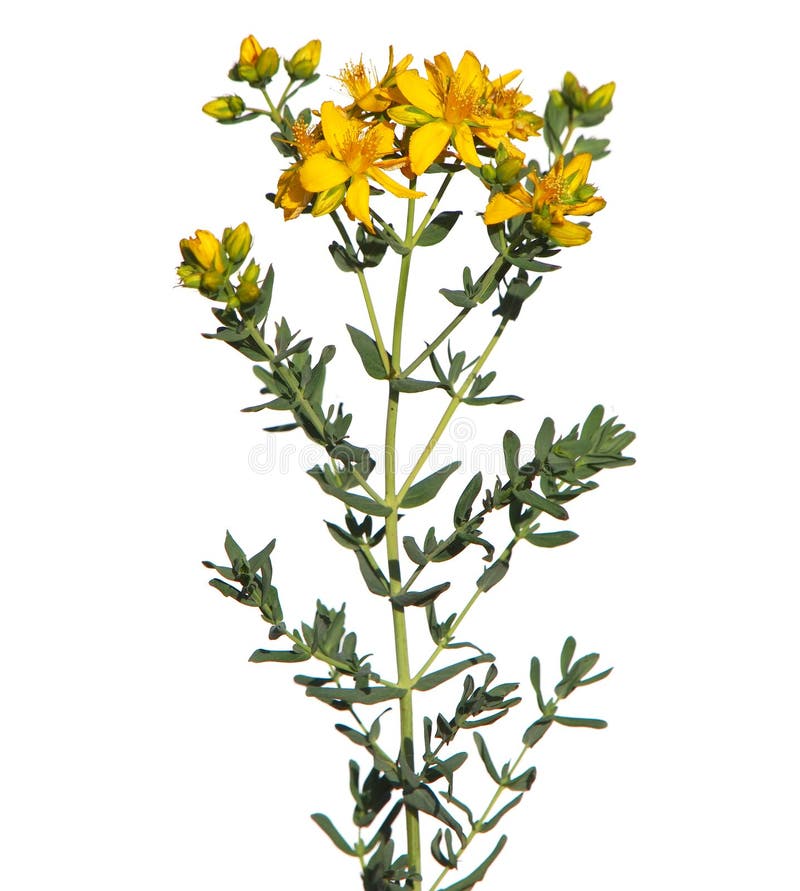 Yellow flowers of common or perforate St John`s wort plant isolated on white, Hypericum perforatum