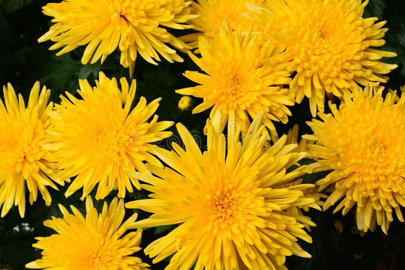 Summer of yellow flowers royalty free stock images Summer of yellow flowers royalty free stock images