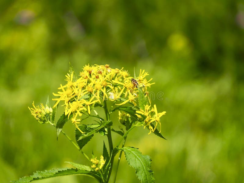 Yellow flowers