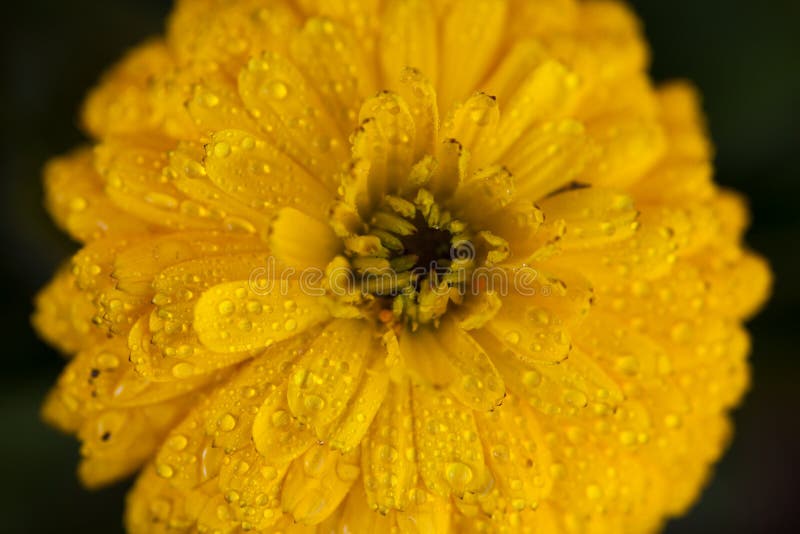 yellow flowers with dew drops in spring
