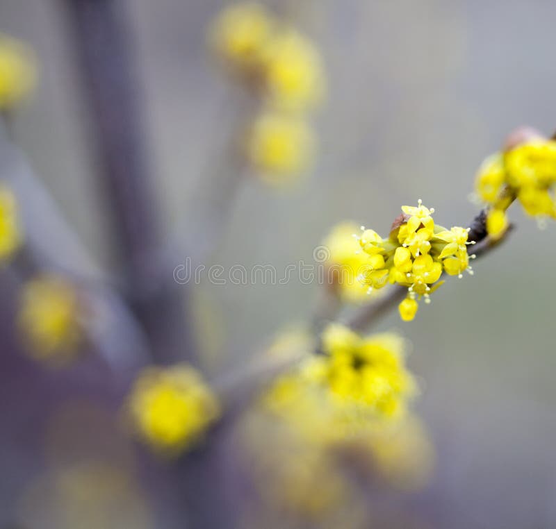 Yellow flowers of dogwood stock image. Image of leafless 153196547
