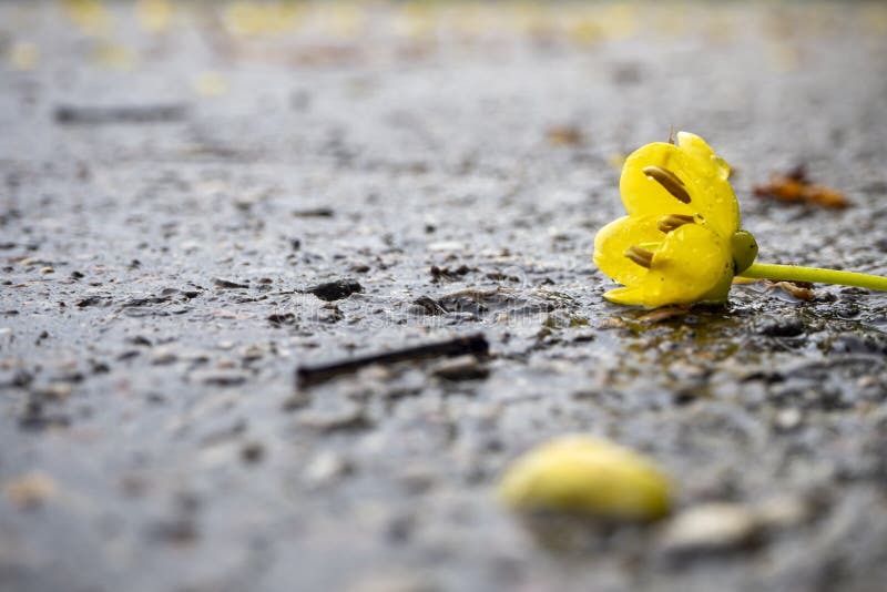 Yellow Flowers Drop on the Floor Stock Image Image of garden, blossom