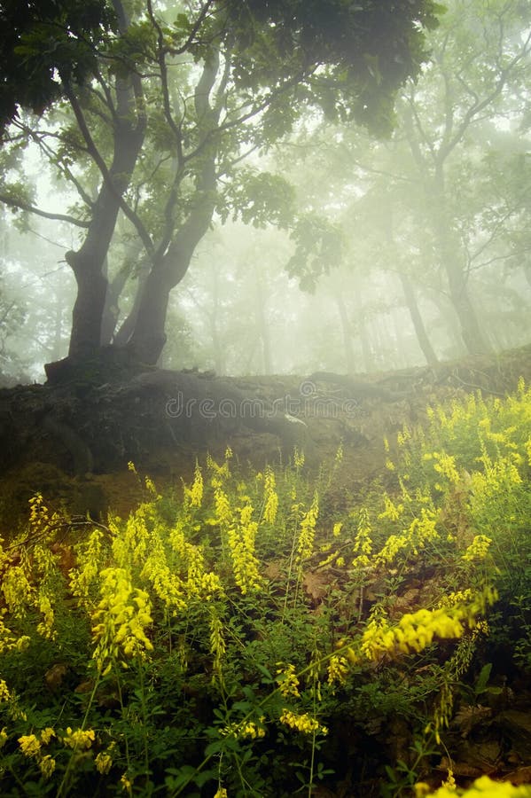 Yellow Flowers in Enchanted Forest with Fog Stock Photo Image of