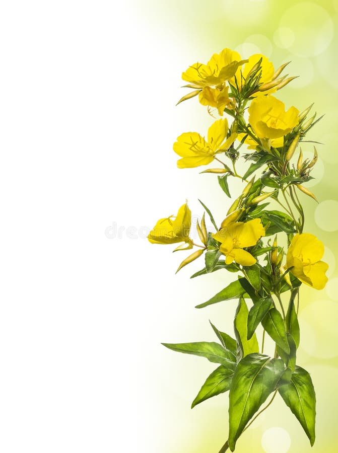 Yellow Flowers Floral Border Stock Image Image of decoration, bright