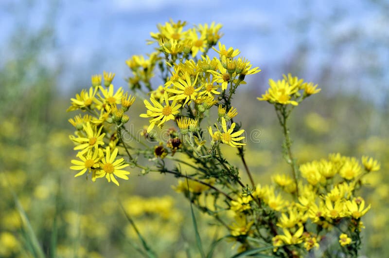 Yellow Flowers in the Flower Bed in Summer Stock Photo Image of petal