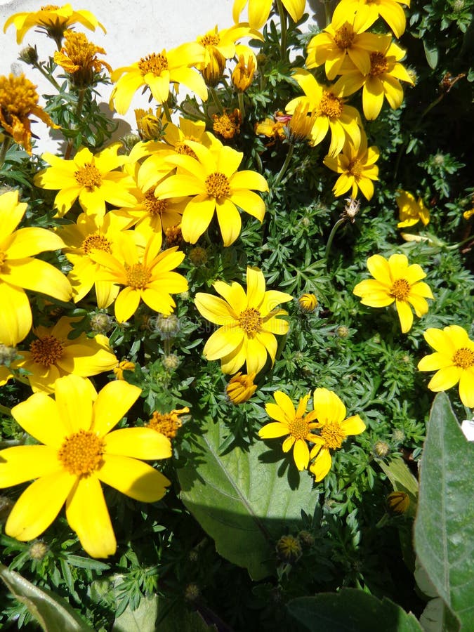 Yellow flowers on the flowerbed. royalty free stock photo Yellow flowers on the flowerbed. royalty free stock photo