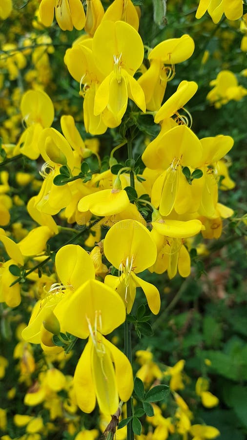 Yellow Flowers in the Forest Stock Image Image of leaf, evergreen