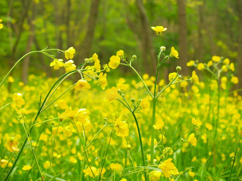 Yellow Flowers in the Forest Stock Photo Image of cloud, meadow 40194318