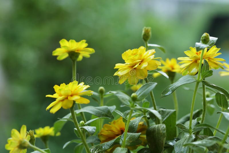 yellow flowers in the garden royalty free stock images yellow flowers in the garden royalty free stock images