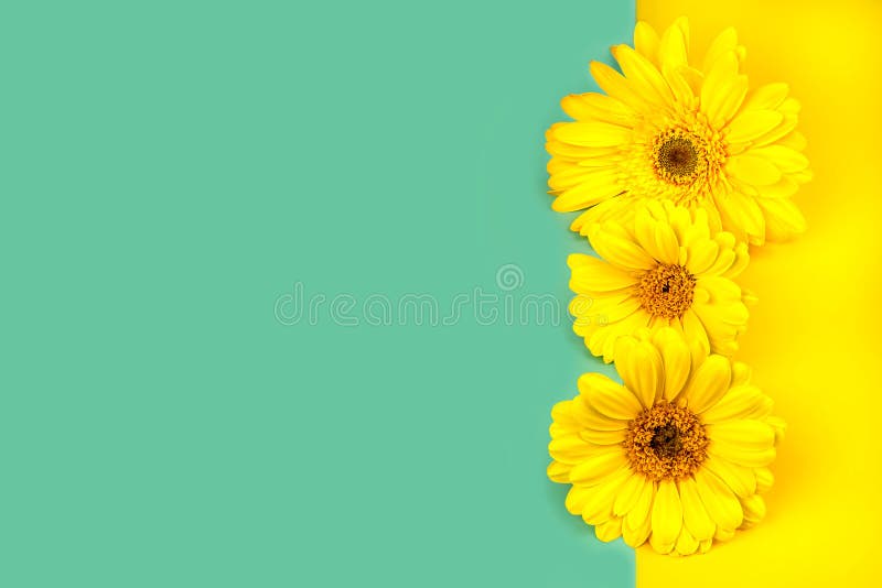 Yellow Flowers Gerberas on a Mint Blue and Yellow Background Stock