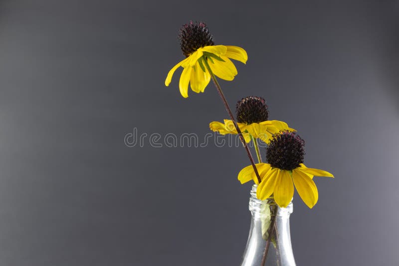 Yellow Flowers in a Glass Vase. Stock Image Image of yellow, field