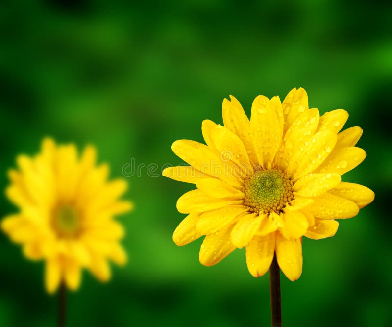 Yellow Flowers and Green Background Stock Image Image of stem, grow