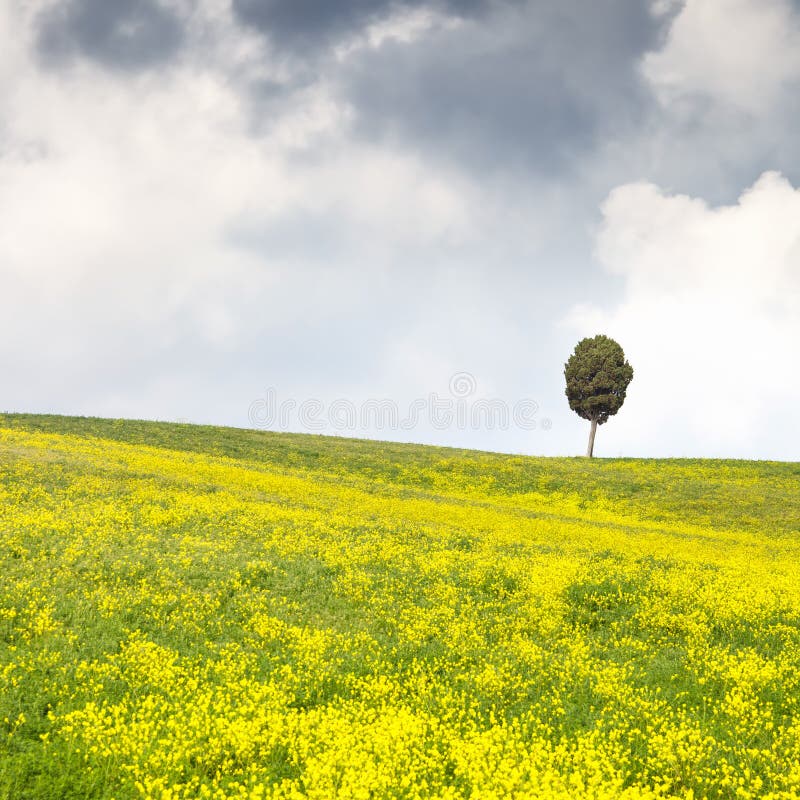 Yellow flowers green field, lonely cypress tree and cloudy sky