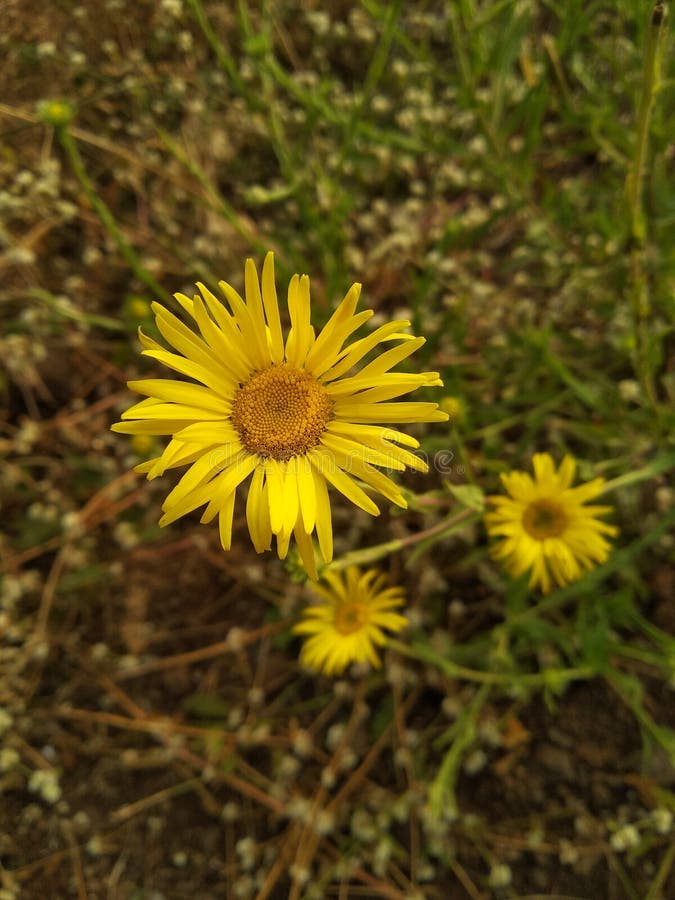 Yellow Flowers on Green Grass Stock Image Image of flowers, grass