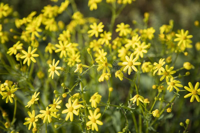 Yellow Flowers in Green Grass Stock Image Image of bloom, park 187935993