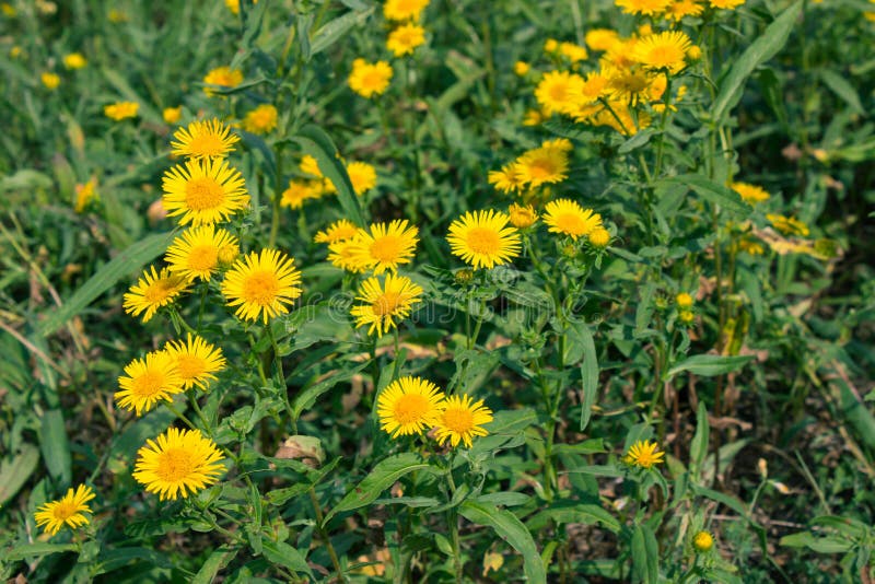 Yellow Flowers in Green Grass Meadow Stock Image Image of background