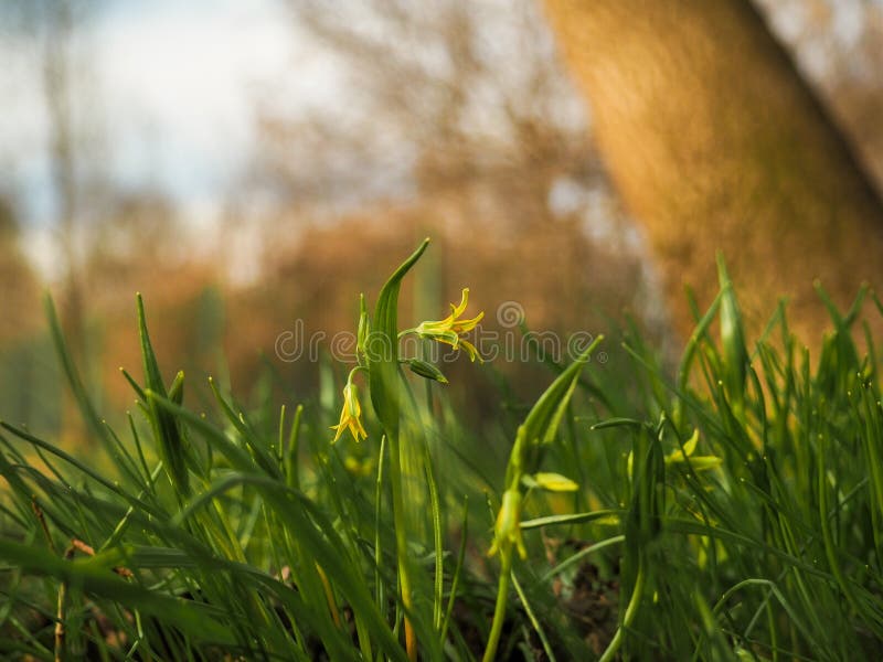 Yellow Flowers On A Green Slope In The Rays Of The Spring Sun Stock