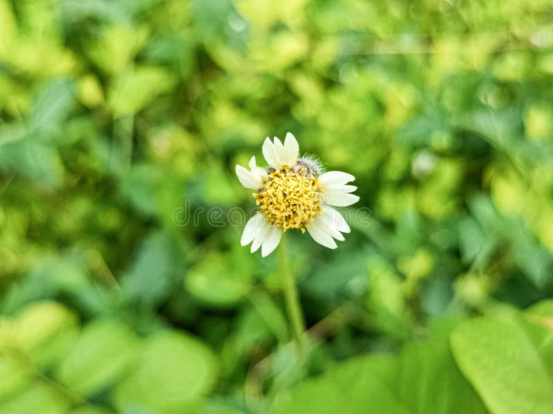 Yellow flowers in greenery stock image. Image of greenery 222662893