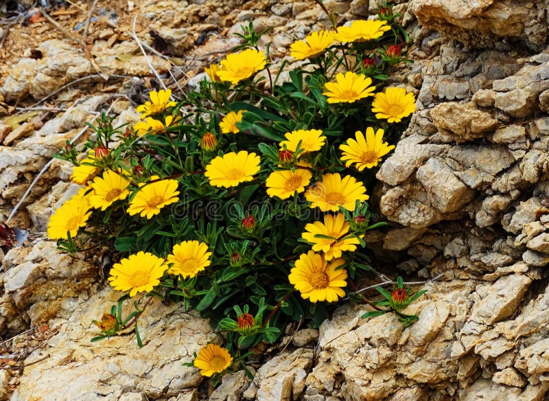 Yellow Flowers Grow in Rocks, Spain Stock Image Image of desert, grow 55880879