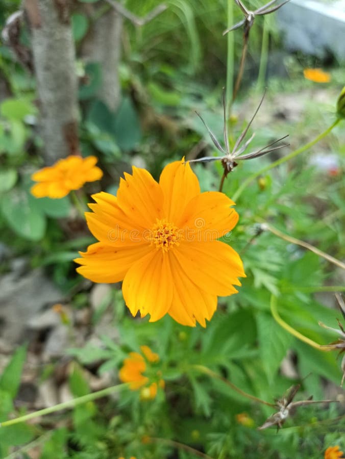 Yellow Flowers that Grow by the Side of the Road Stock Image Image of