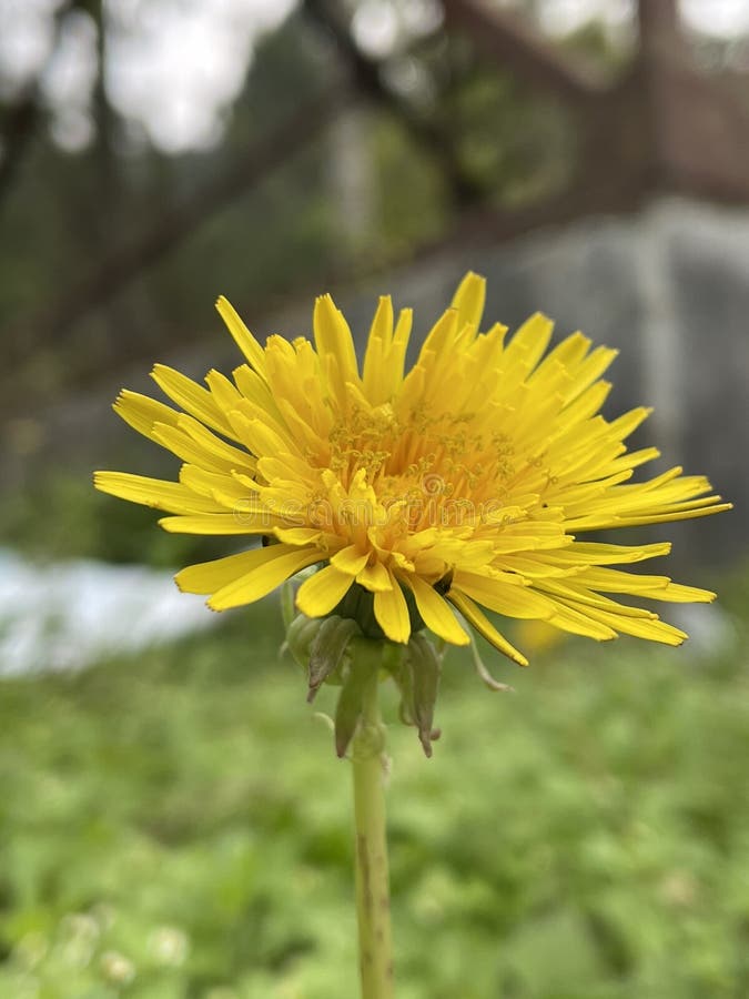 Yellow Flowers that Grow in the Wild Stock Photo Image of wildflower