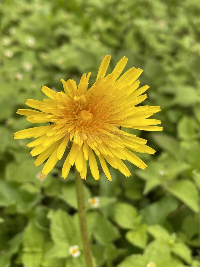 Yellow Flowers that Grow in the Wild Stock Image Image of meadow