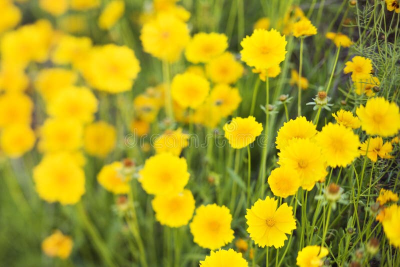 Yellow Flowers Growing Wild. Stock Photo Image of bloom, flower 2038058