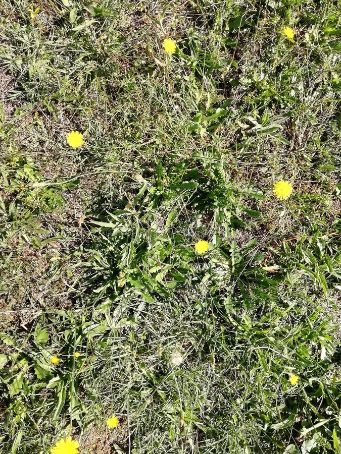 Yellow flowers stock photo. Image of growing, flowers 129671770