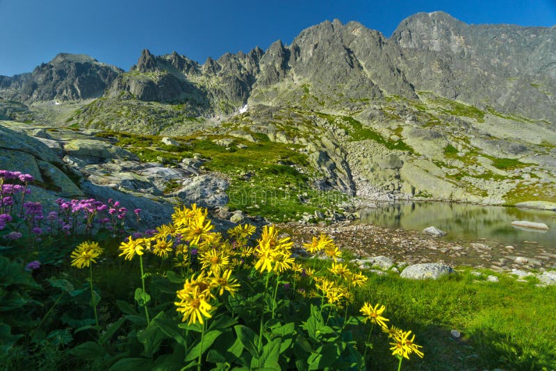Yellow flowers at High Tatras mountains