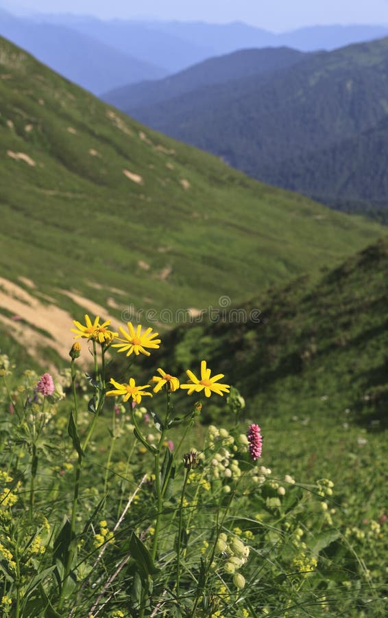 Yellow flowers on hillside stock photo. Image of yellow 20702732