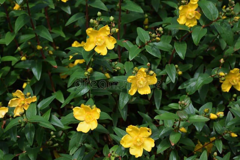 Yellow flowers of Hypericum Calycinum Hidcote.