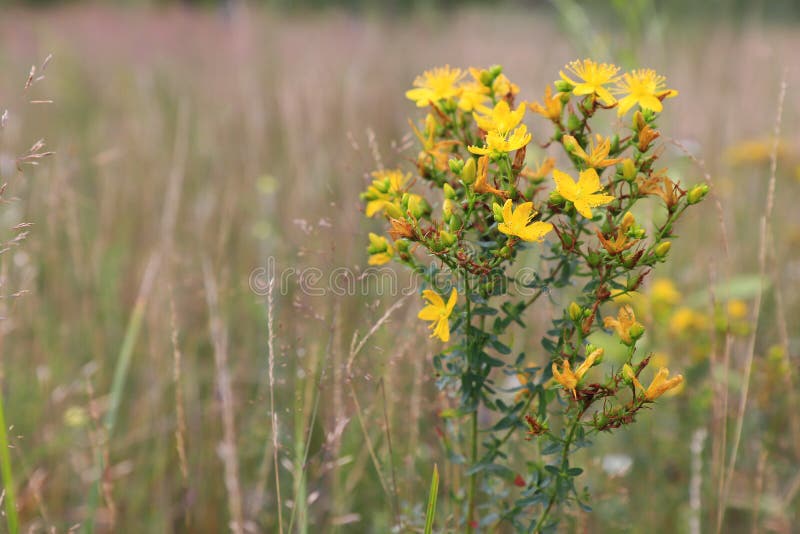 Yellow flowers of Hypericum perforatum &x28;perforate St John`s-wort&x29; in a field in the morning, close up, copy space