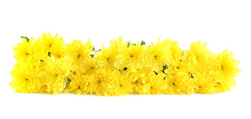 Yellow flowers, isolated.