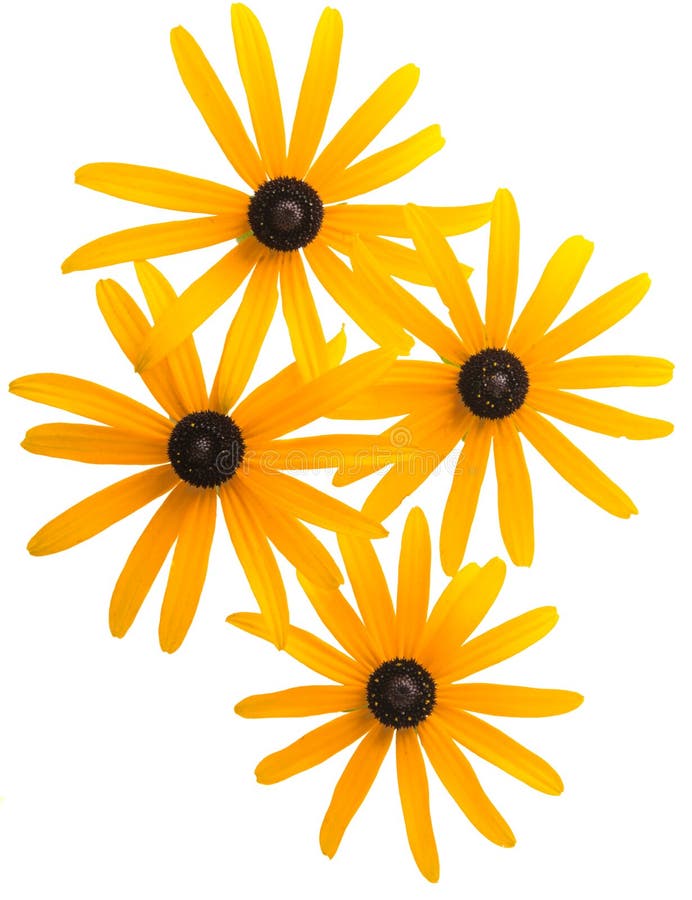Yellow flowers isolated stock image. Image of white 131311443